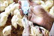 نظارت بهداشتی بر مصرف بیش از 46 میلیون دز واکسن در طیور صنعتی گناباد